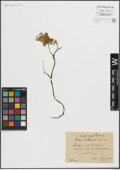 Foto von Salix herbacea L. x Salix retusa L.